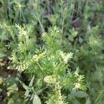 Lepidium didymum Hábito