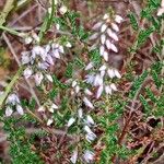 Calluna vulgaris Fleur