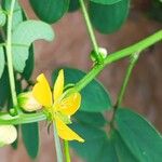 Senna obtusifoliaŽiedas