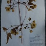 Clematis connata Otro