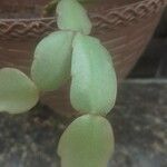 Schlumbergera bridgesii Fulla