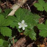 Rubus pedatus Habit