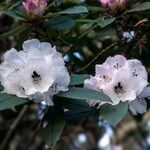 Rhododendron pachytrichum Λουλούδι