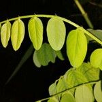 Robinia viscosa 葉