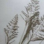 Eragrostis tenuifolia Flor