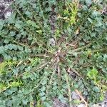Crepis bursifolia Leht