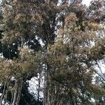 Dacrycarpus dacrydioides 葉