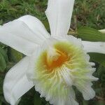Sobralia chrysostoma Fleur