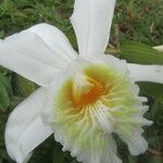 Sobralia chrysostoma Květ