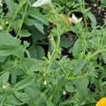 Salvia viridis Συνήθη χαρακτηριστικά