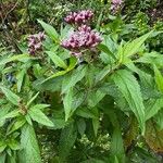 Eupatorium cannabinumFlor