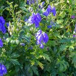 Aconitum variegatum Kvet