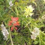 Castilleja affinis Virág