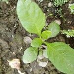 Nicotiana tabacum पत्ता