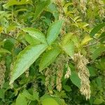 Pterostyrax hispidus Folla