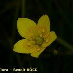 Saxifraga hirculus Inny