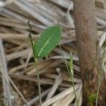 Alysicarpus ovalifolius ശീലം