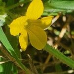 Cucumis engleri Flower