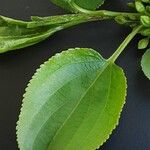 Frangula alnus Leaf