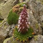 Saxifraga florulenta Bloem