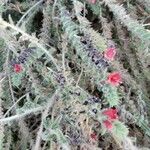 Echium angustifolium 花