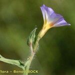 Convolvulus meonanthus Квітка