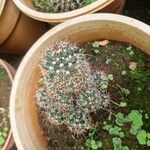 Mammillaria winteraeLeaf