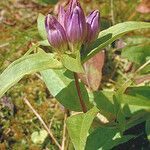 Gentiana clausa Blomma