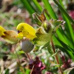 Rhinanthus wettsteinii