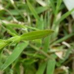 Striga asiatica Leaf