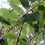 Brownea grandiceps Leaf