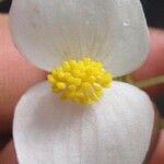Begonia urophylla Blomma