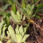 Heterotheca sessiliflora Habit