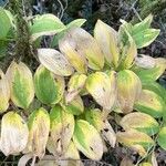 Polygonatum biflorum Blad