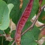 Cercis griffithii ফল