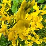 Genista tinctoria Квітка