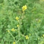 Sisymbrium officinaleЦветок