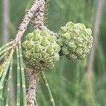 Casuarina equisetifolia Фрукт