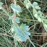 Cerinthe glabra Leaf