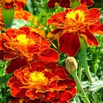 Tagetes erecta Flors