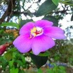 Tibouchina lepidota花