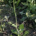 Brassica rapa Habit
