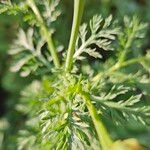 Glebionis coronaria Leaf