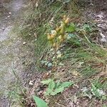 Hypericum montanum Λουλούδι