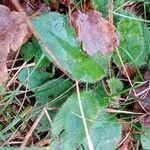 Hieracium glaucinum Leaf