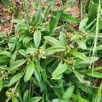 Gisekia pharnaceoides Hoja