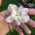 Brunfelsia pauciflora Flower
