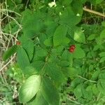 Lonicera morrowii Blad