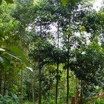 Cinnamomum burmanni Habit