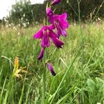 Gladiolus palustris Blüte